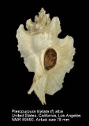 Pteropurpura trialata (f) alba